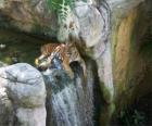 Взрослый тигр отдыхал в ручей